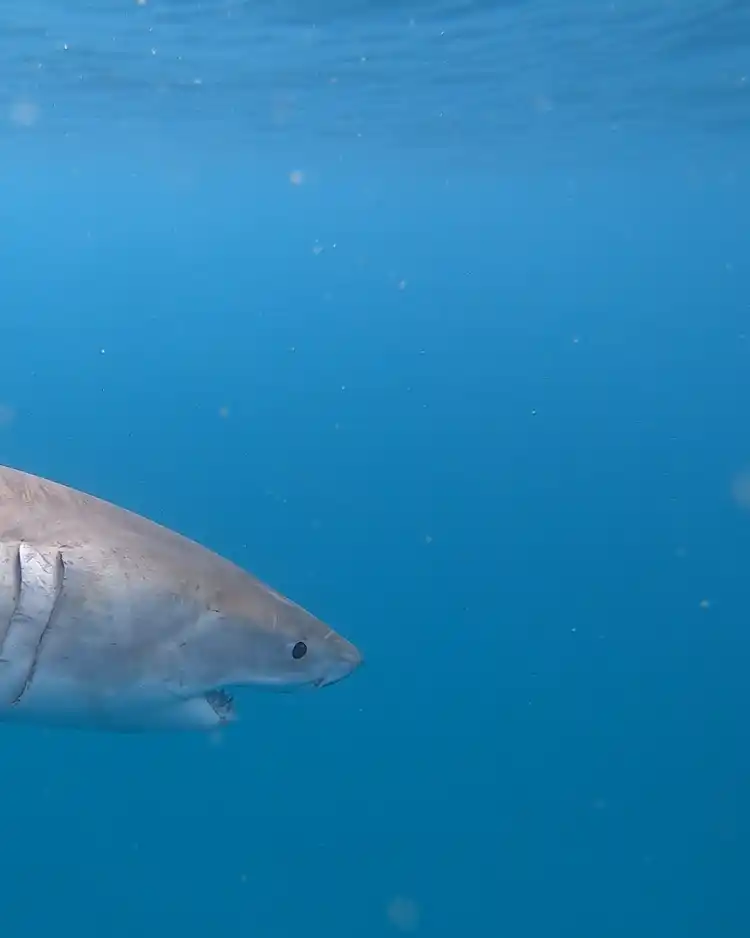 tagged white shark swimming underwater