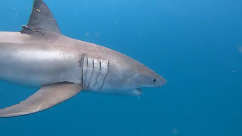 tagged white shark swimming underwater
