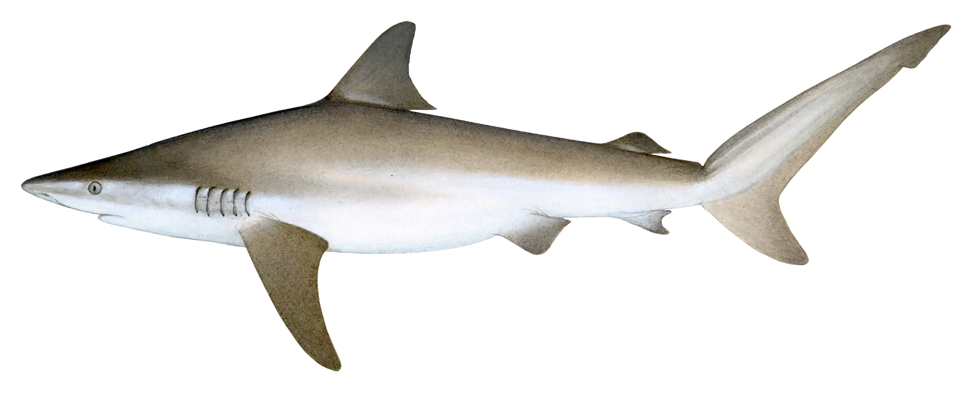 Dusky shark scientific illustration