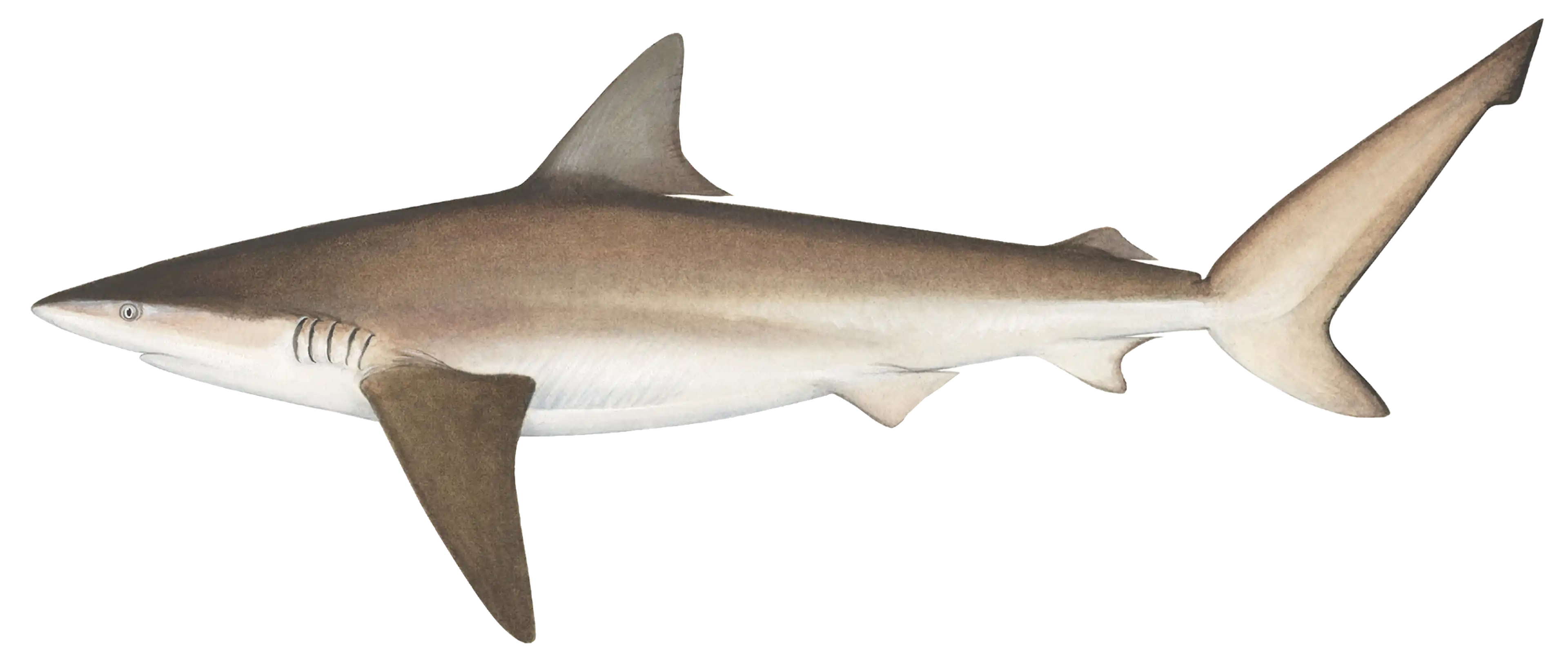 Bronze whaler scientific illustration