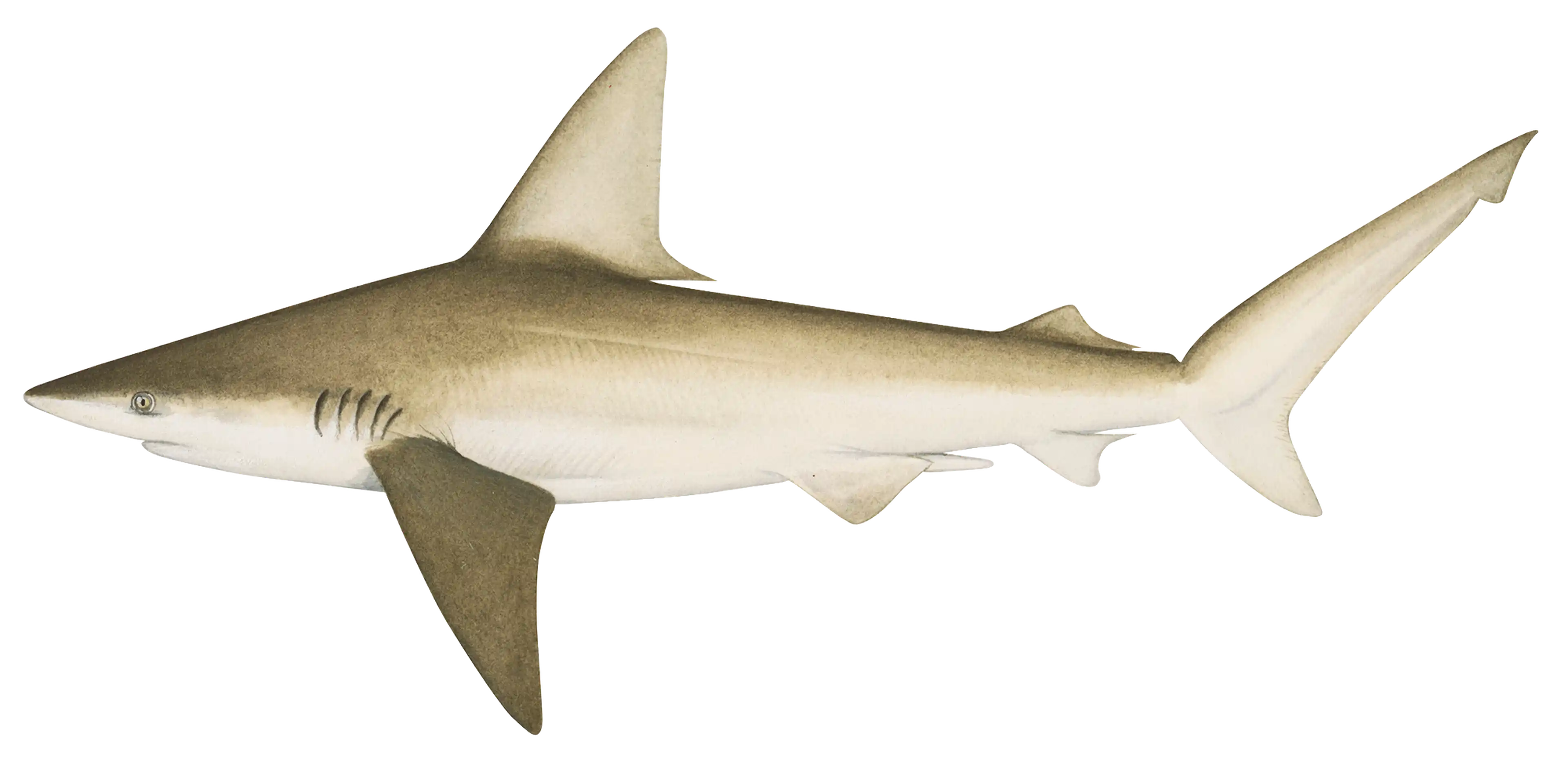 Sandbar shark