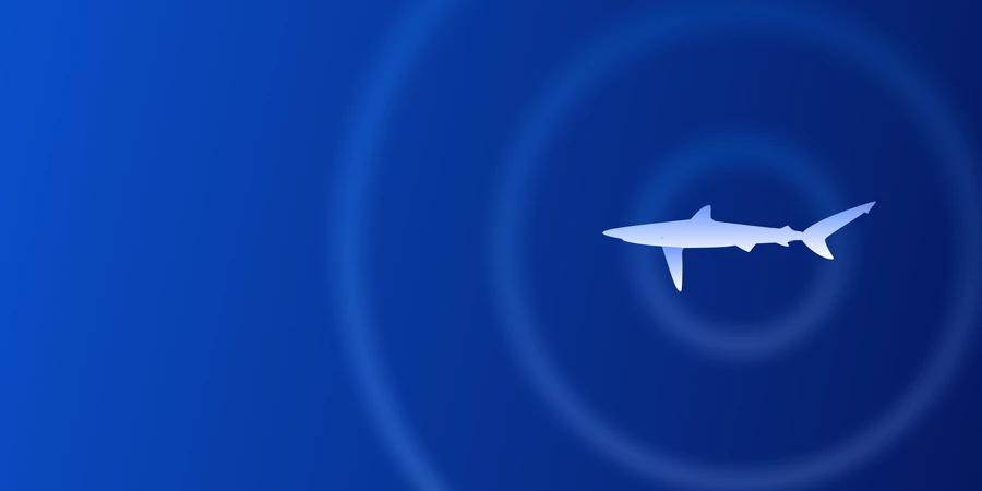 Blue Shark
