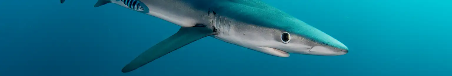 Blue Shark