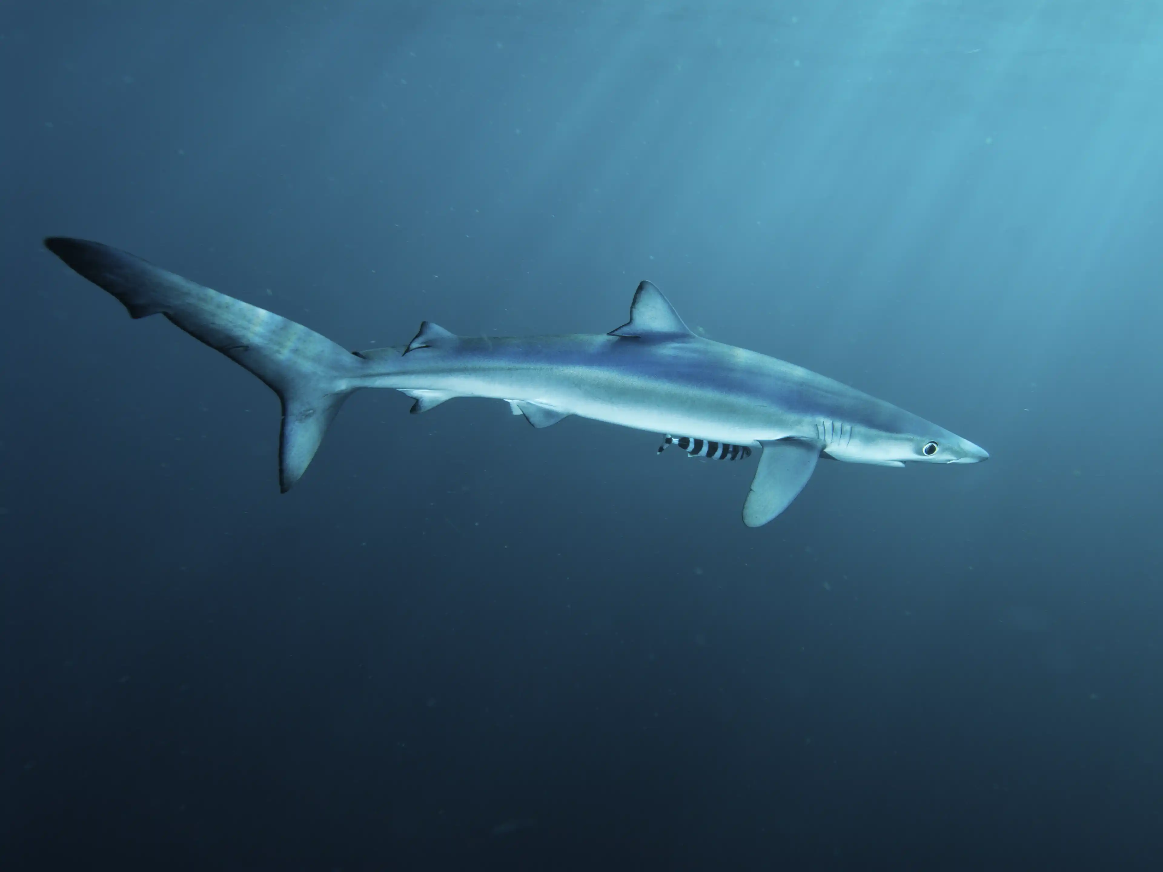 A blue shark swims gracefully in deep, blue ocean water, surrounded by rays of sunlight.