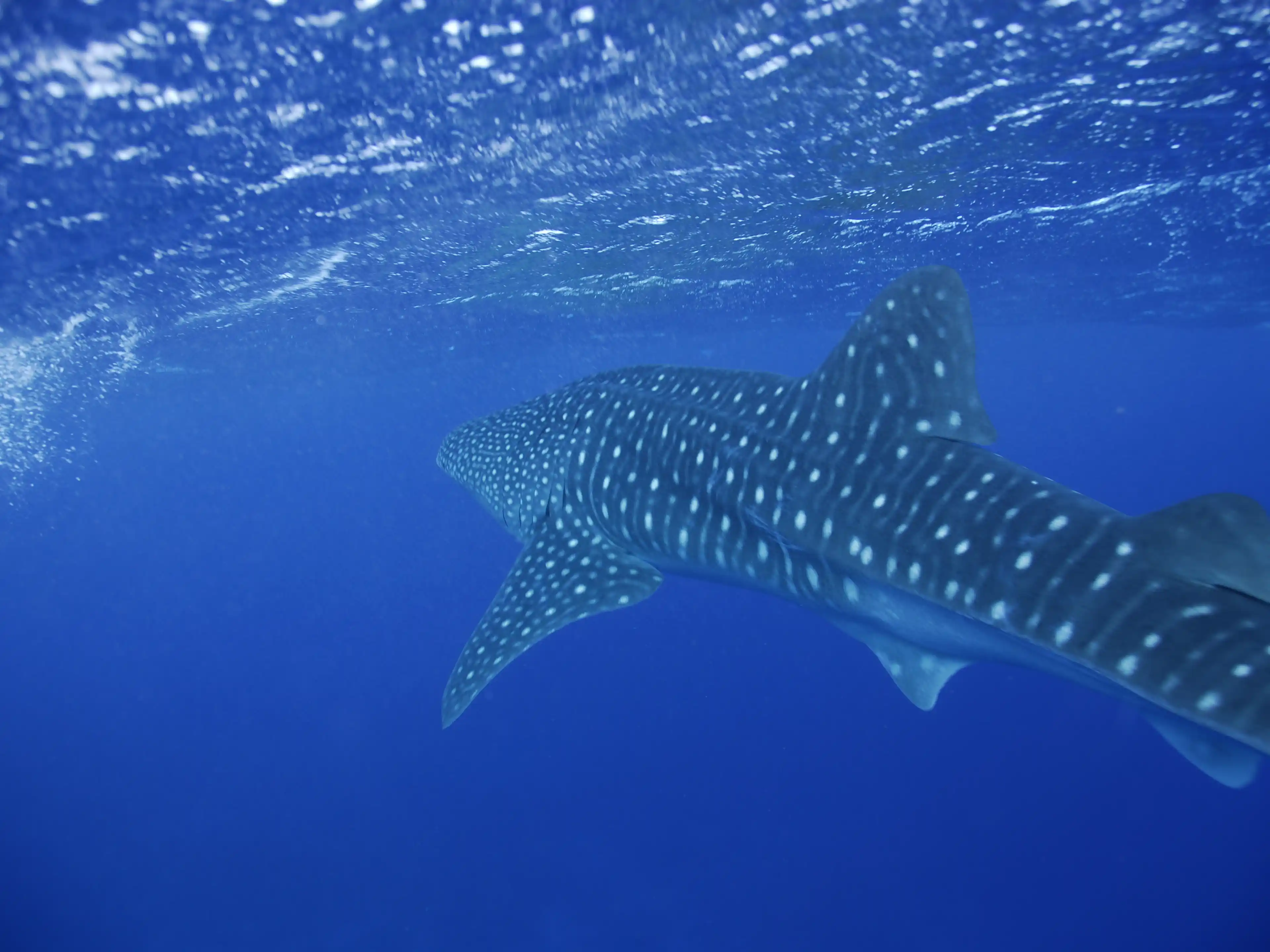 Whale shark swimming gracefully underwater, displaying spotted patterns, beneath a rippling surface of deep blue ocean.