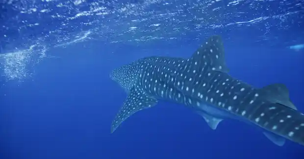 Whale shark swimming gracefully underwater, displaying spotted patterns, beneath a rippling surface of deep blue ocean.