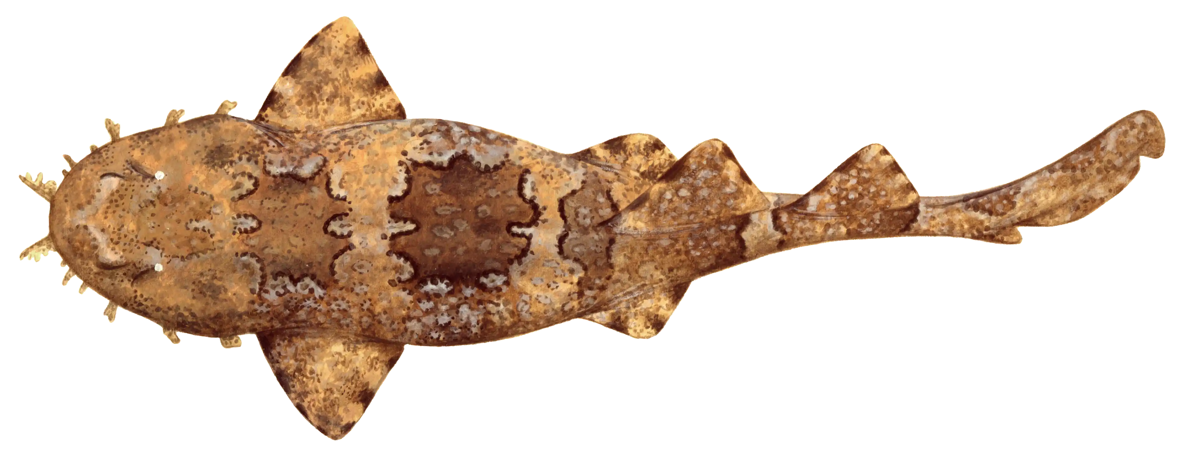Gulf Wobbegong