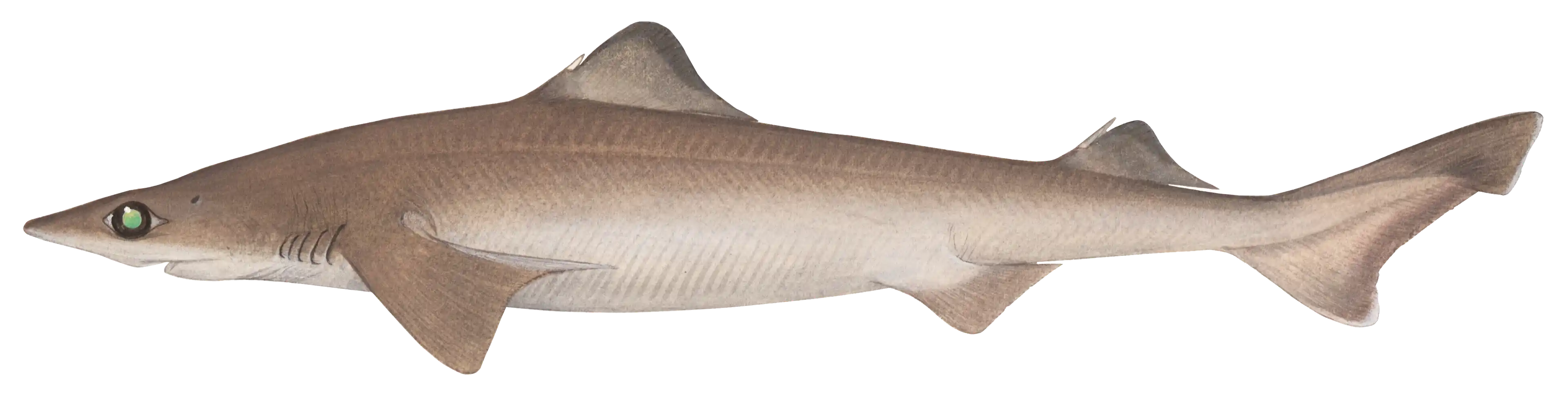 Dogfish