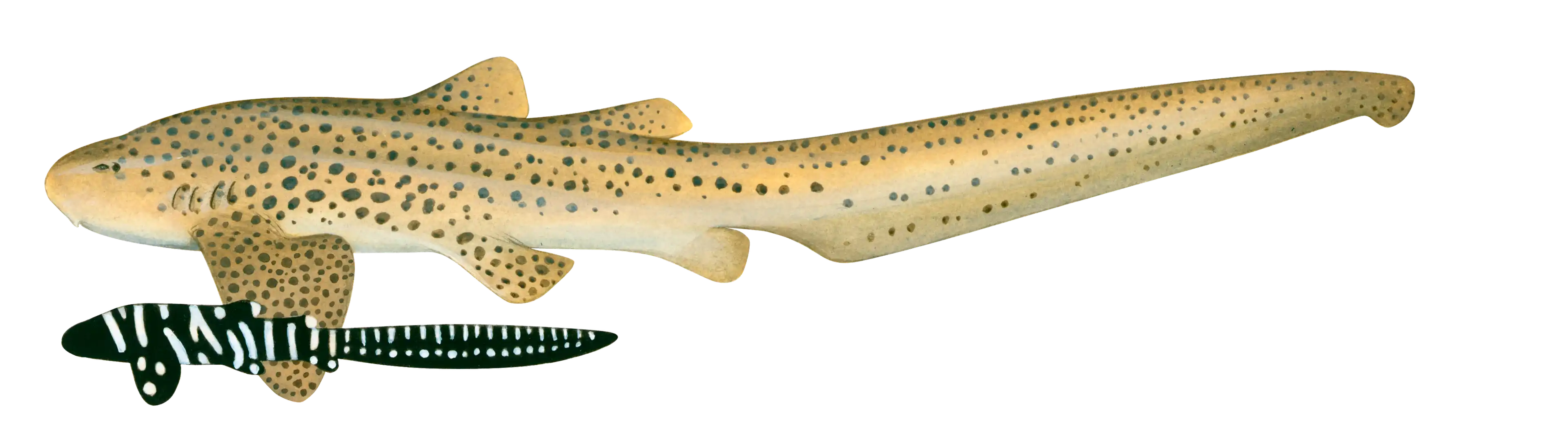 Zebra Shark