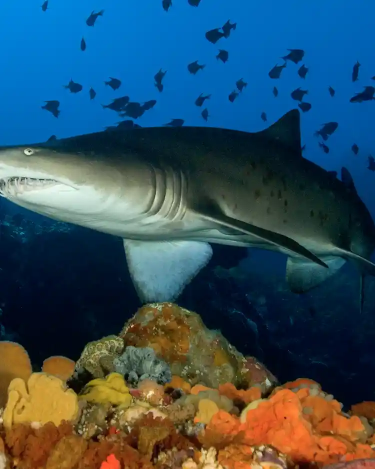 Grey nurse shark