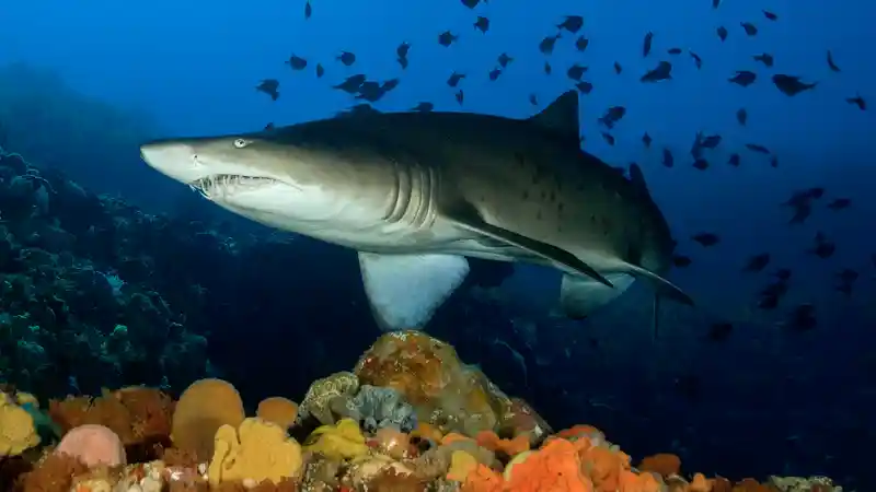 Grey nurse shark