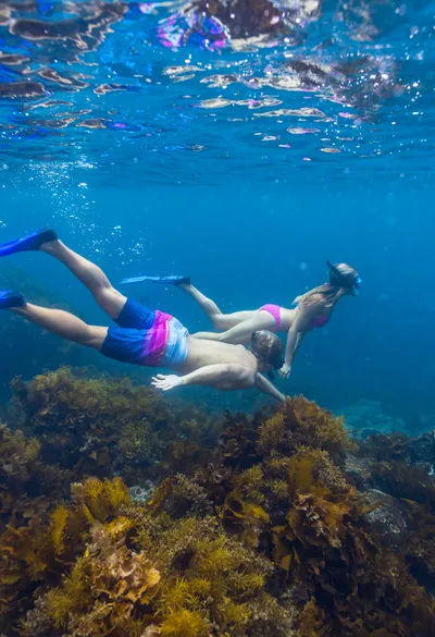 Two snorkelers swim over a vibrant coral reef, with clear blue water and brown seaweed below.