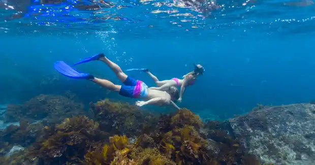 Two snorkelers swim over a vibrant coral reef, with clear blue water and brown seaweed below.