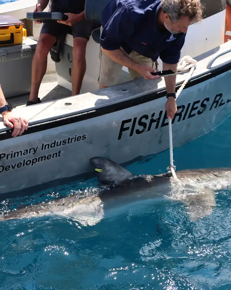 Two researchers on a boat tag a large shark in the water for research purposes, holding it with ropes.