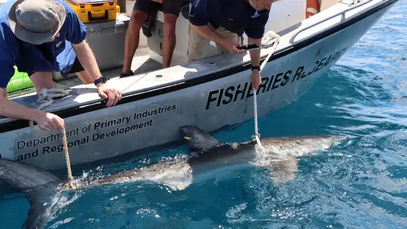 Two researchers on a boat tag a large shark in the water for research purposes, holding it with ropes.
