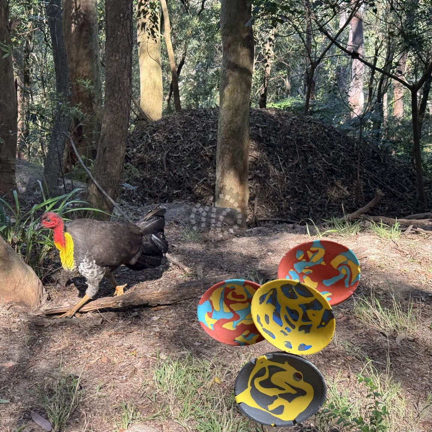 A colourful bird with a vibrant wattle stands near a mound of leaves and several artistically patterned spheres in a forest setting.
