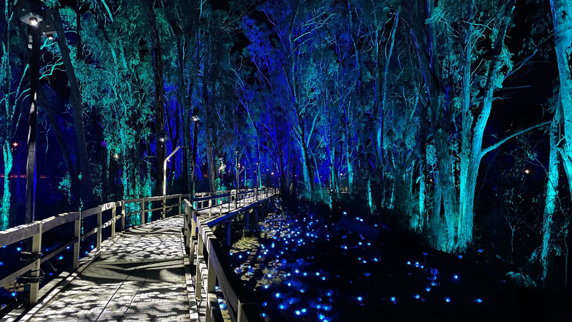 An illuminated trail through the bush with colourful lighting of trees and a carpet of lights