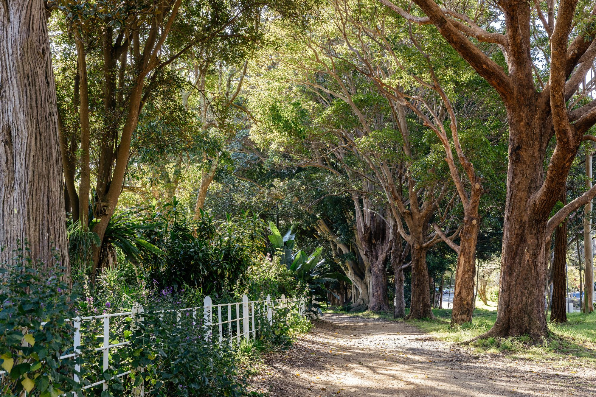 Unsealed road leading from the carriage loop at Vaucluse House
