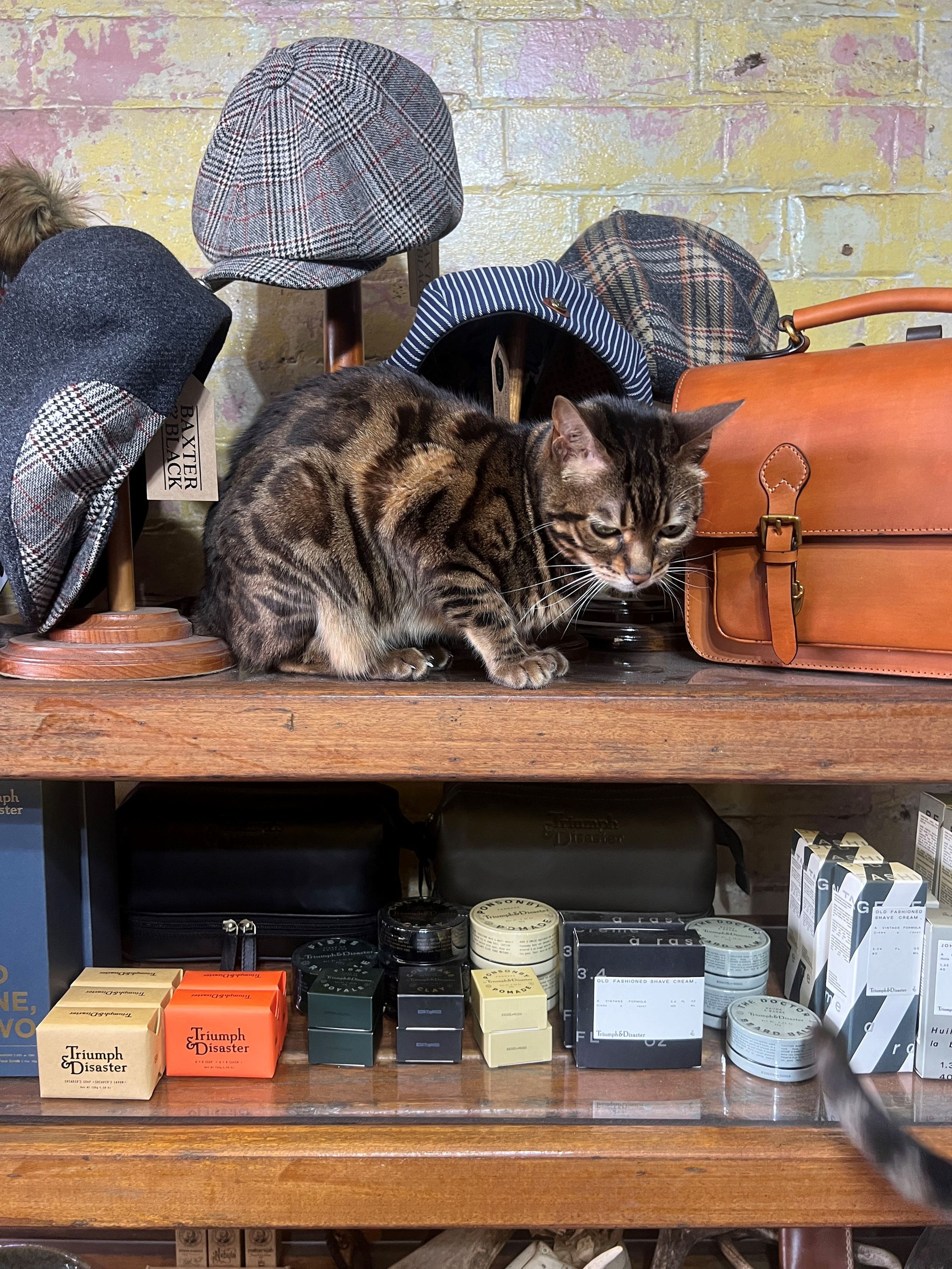 A tabby cat sits on a wooden shelf surrounded by hats, a leather bag, and various boxed items in a store display.