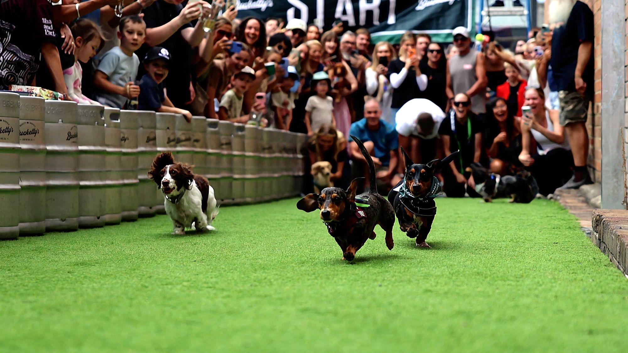 Daschund race with a crowd cheering.
