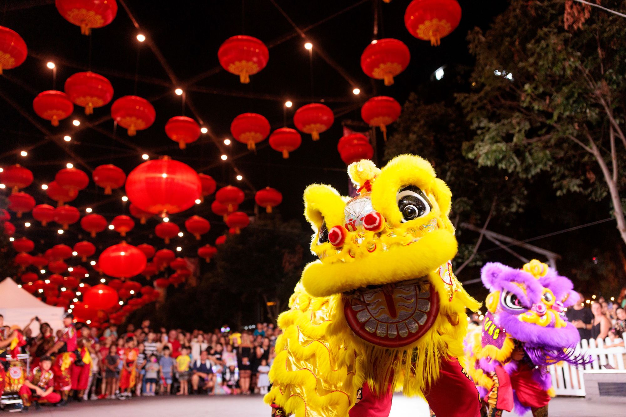 Yellow and purple lion dancers performing under a canopy of bright red Chinese lanterns at a nighttime festival.