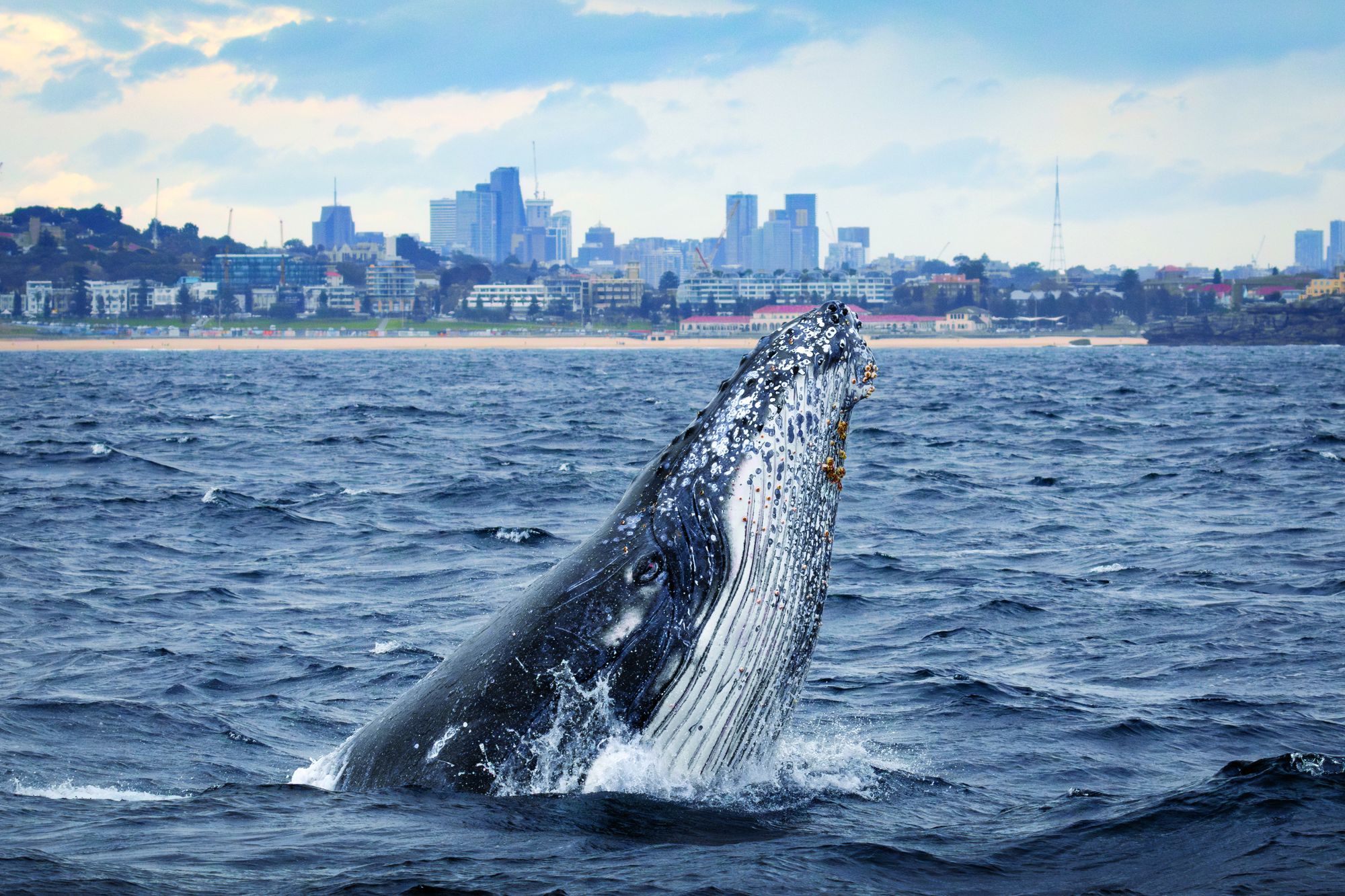 A whale breaches the ocean surface with a city skyline in the background under a cloudy sky.