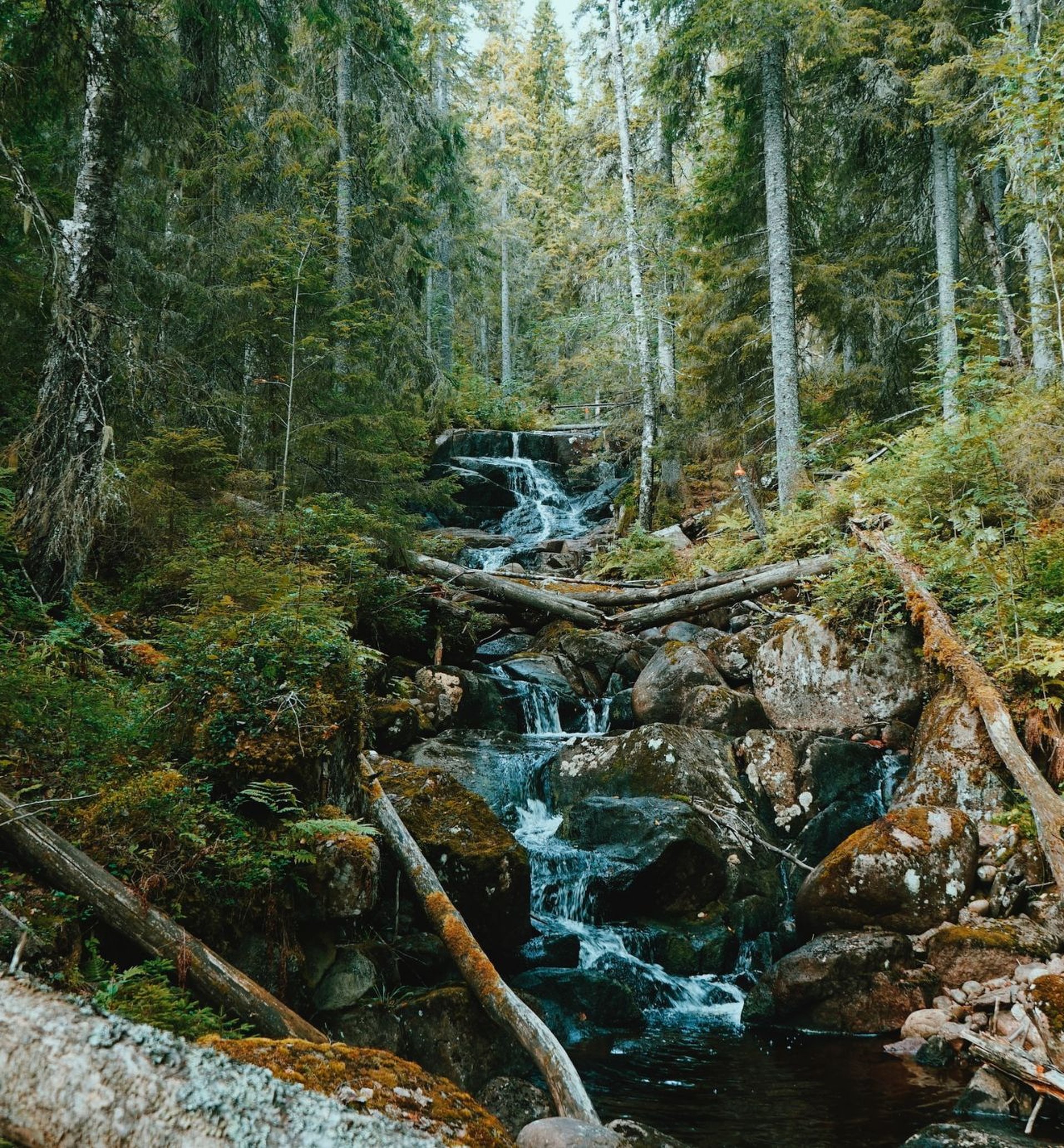 Skuleskogen National Park 