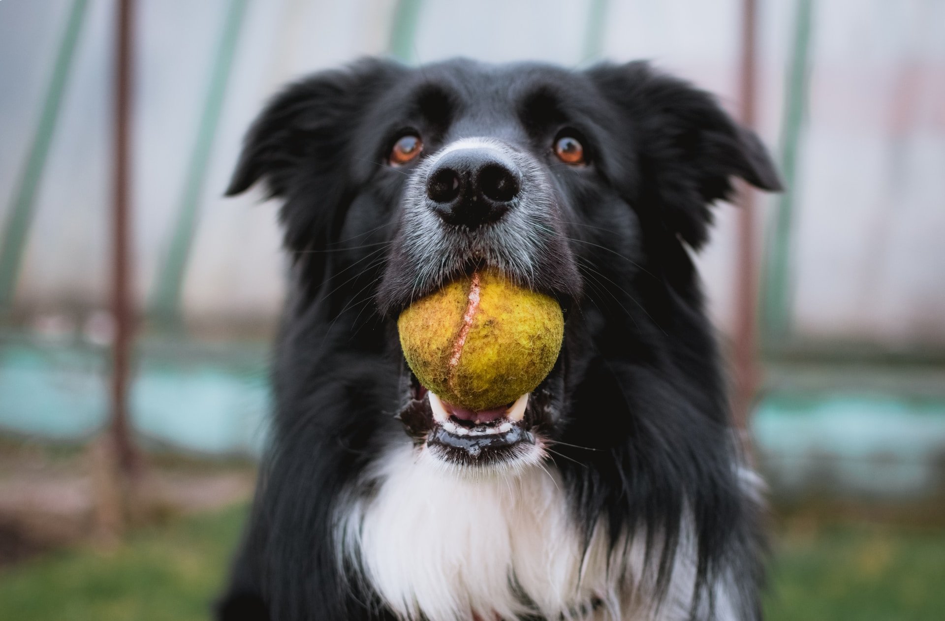 Nahaufnahme Border Collie mit Tennisball im Mund