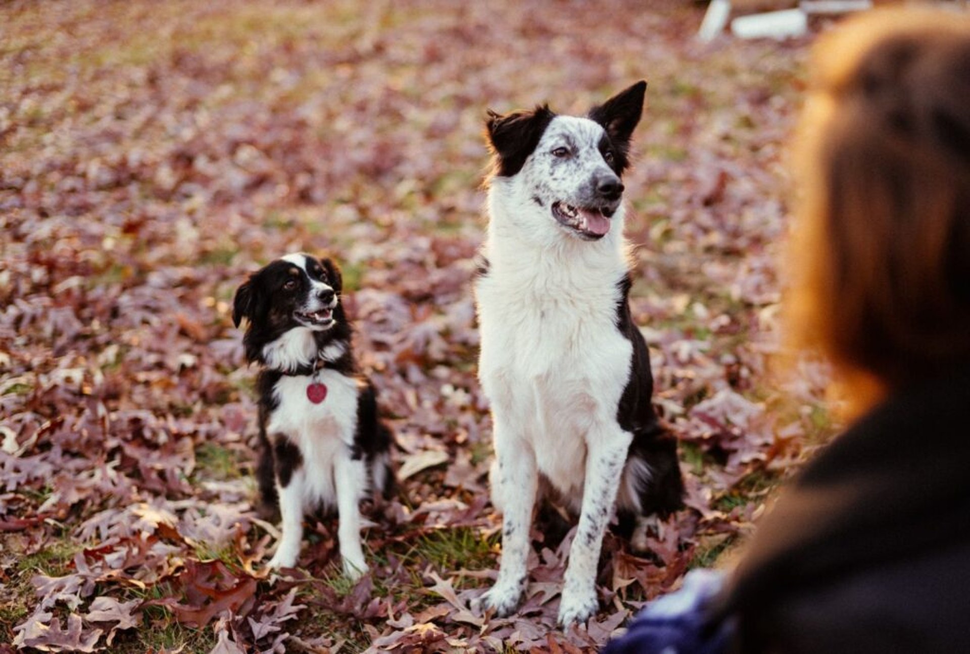 Urlaub in Tschechien – Reisetipps für das Camping mit Hund im Herbst