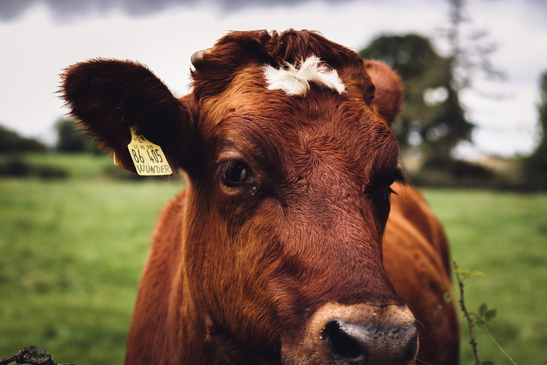 Kuh Natur Tiere