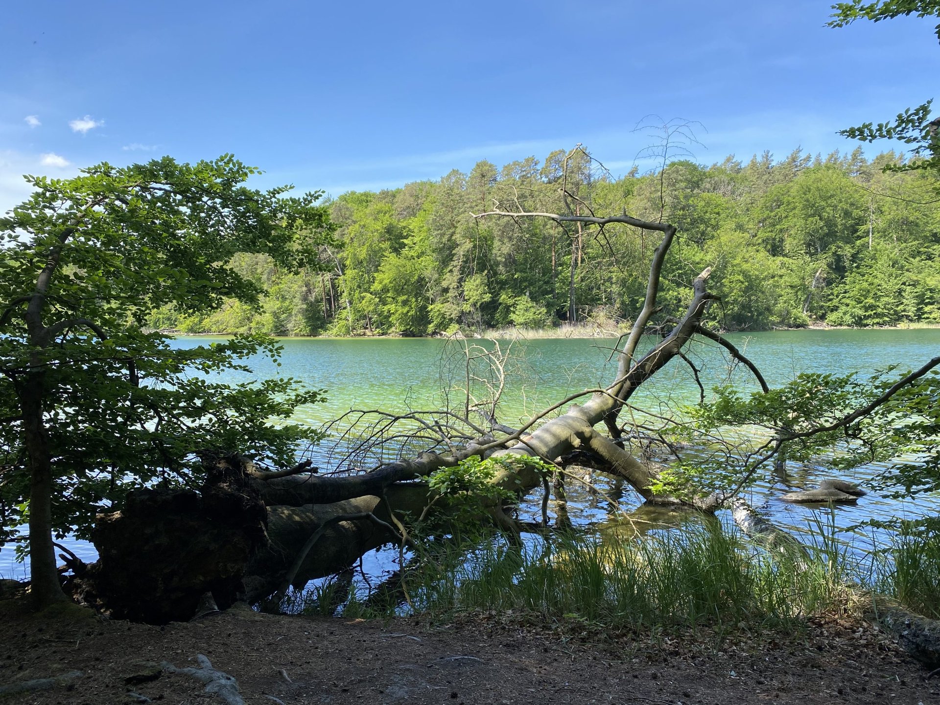 Großer Stechlinsee Sommerurlaub Campingurlaub Natur See