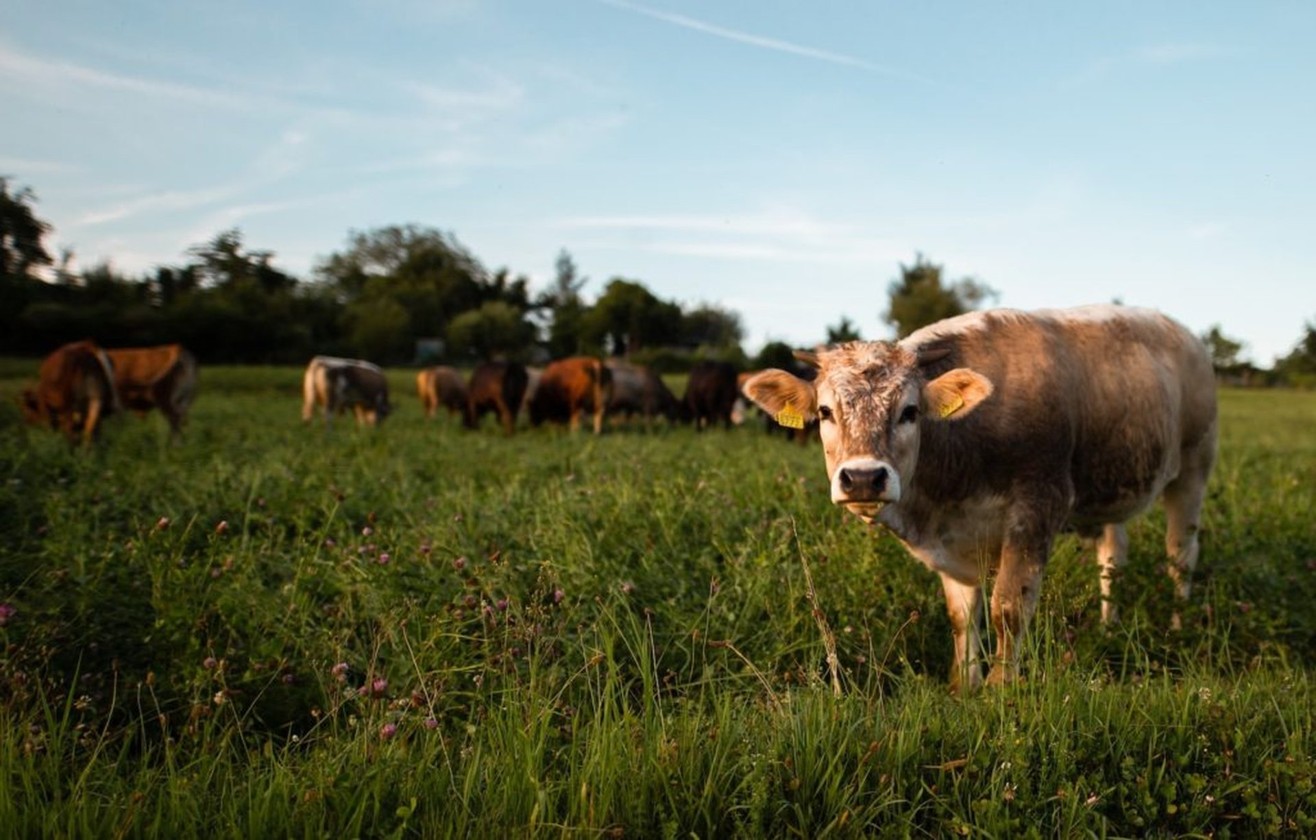Kamperen bij de boer – Bij welke boeren kun je kamperen?