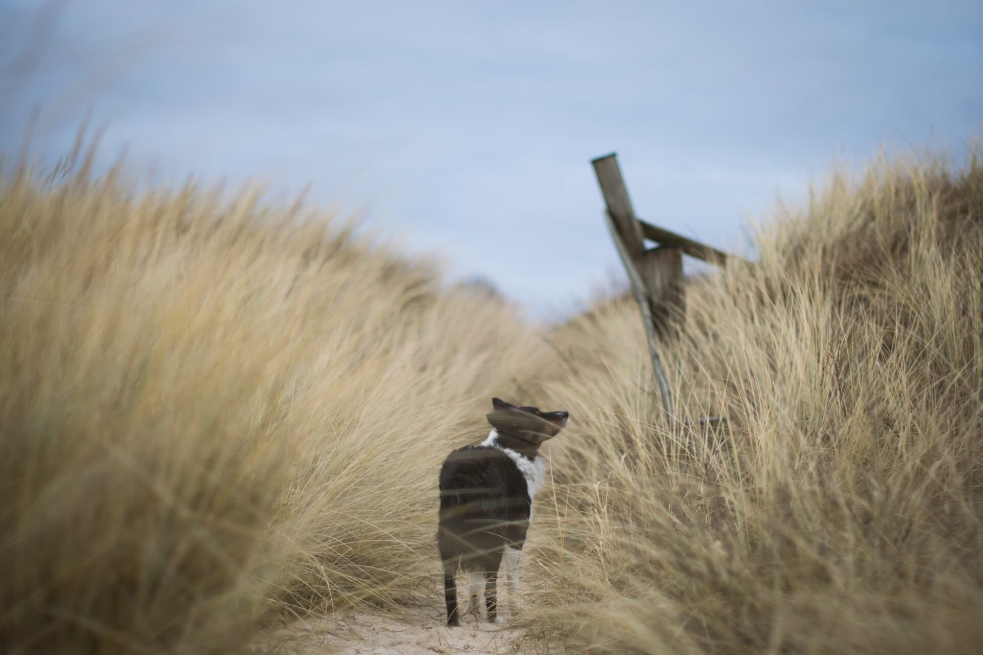 Camping Dänemark mit Hund: Hundefreundliche Campingplätze am Meer
