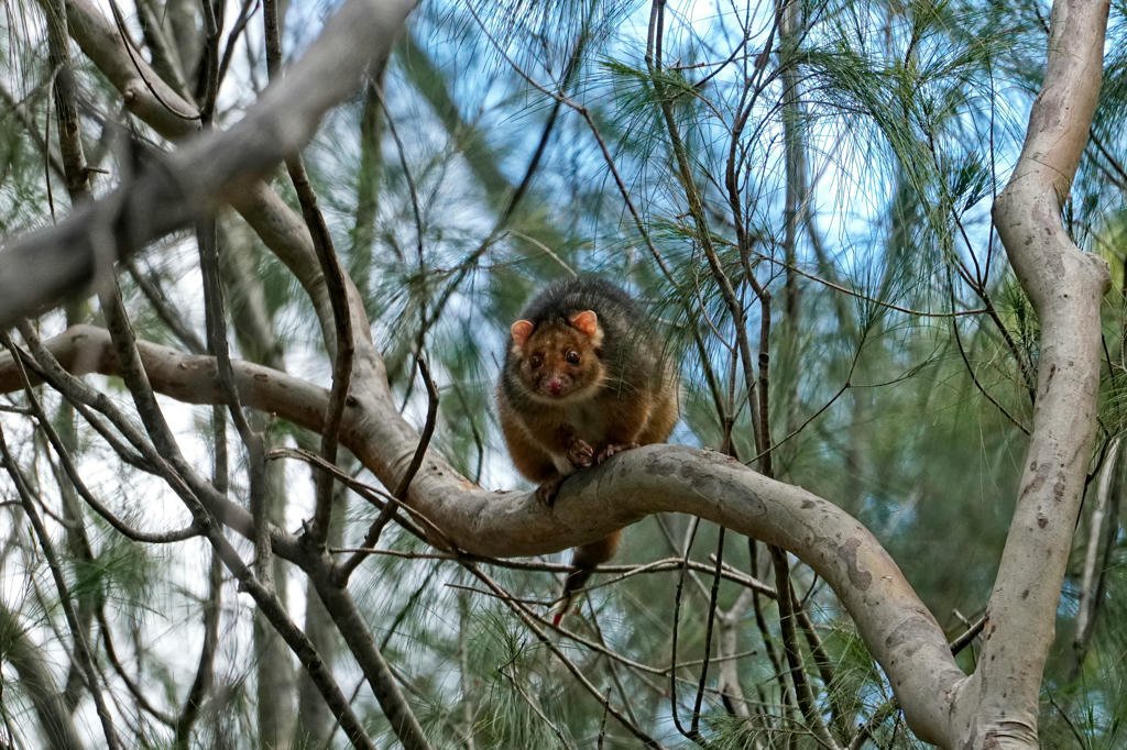 A tree kangaroo perched on a branch among sparse leaves, with a clear blue sky in the background.
