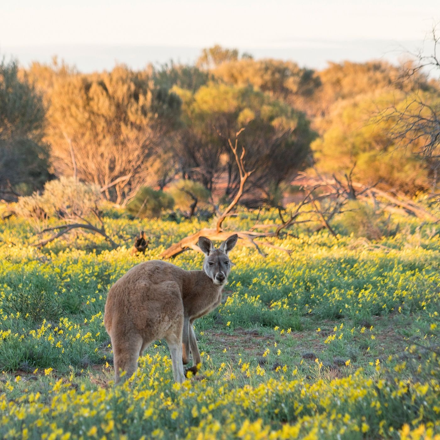 Kangaroo standing in a meadow of yellow wildflowers at golden hour, looking toward the camera with scrubby trees in the background.