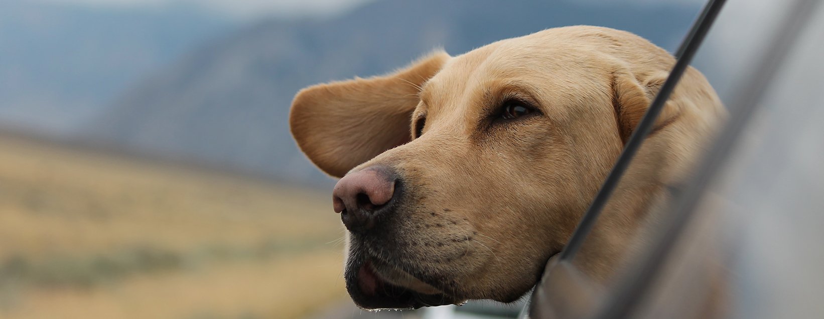 Dog enjoying countryside view from campervan window on a dog-friendly road trip.