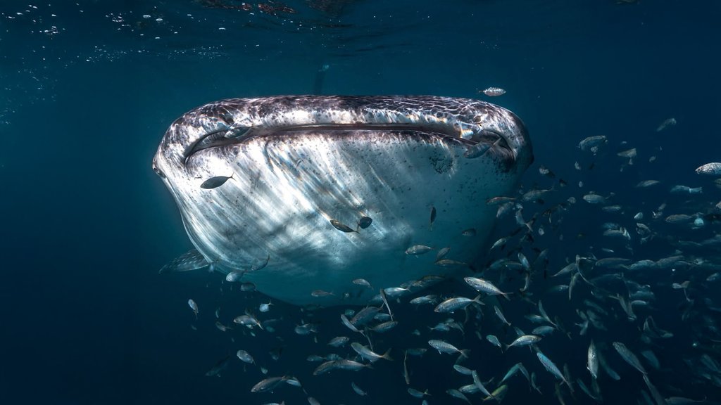 Swimming with whale sharks on the Ningaloo Reef: The ultimate WA road trip guide