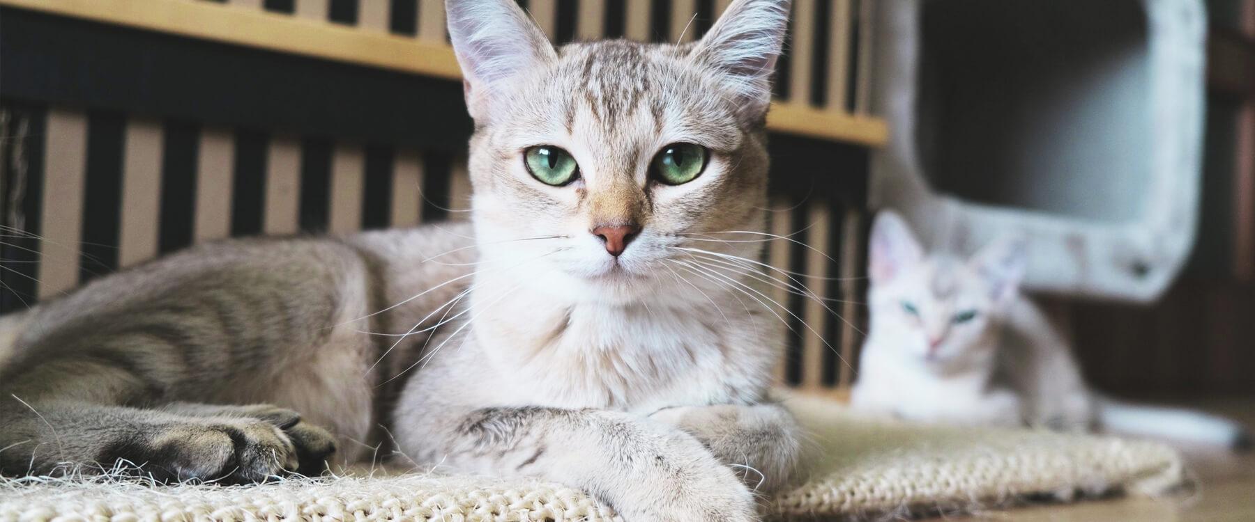 Gato mirando por la ventana de autocaravana en camping, disfrutando de la naturaleza.