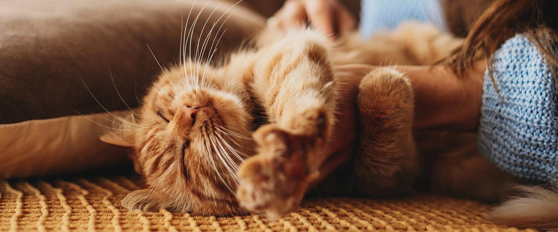 Autocaravana en camping con gato mirando por la ventana. Viaje seguro y cómodo.