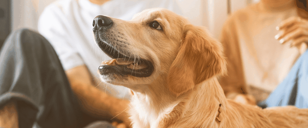 Caravan holiday with dog at scenic UK campsite. Family enjoying the great outdoors with their furry friend.