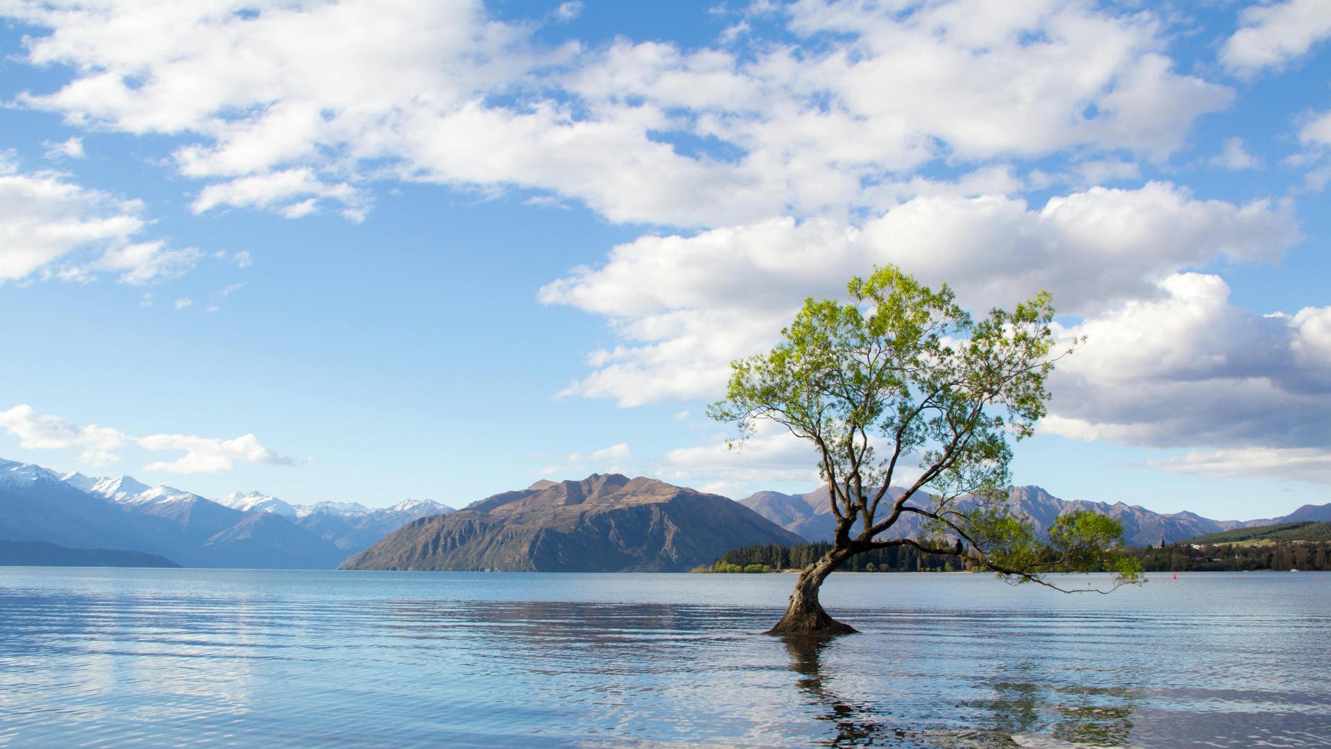 A solitary tree stands in a calm lake with mountains in the background under a partly cloudy blue sky.