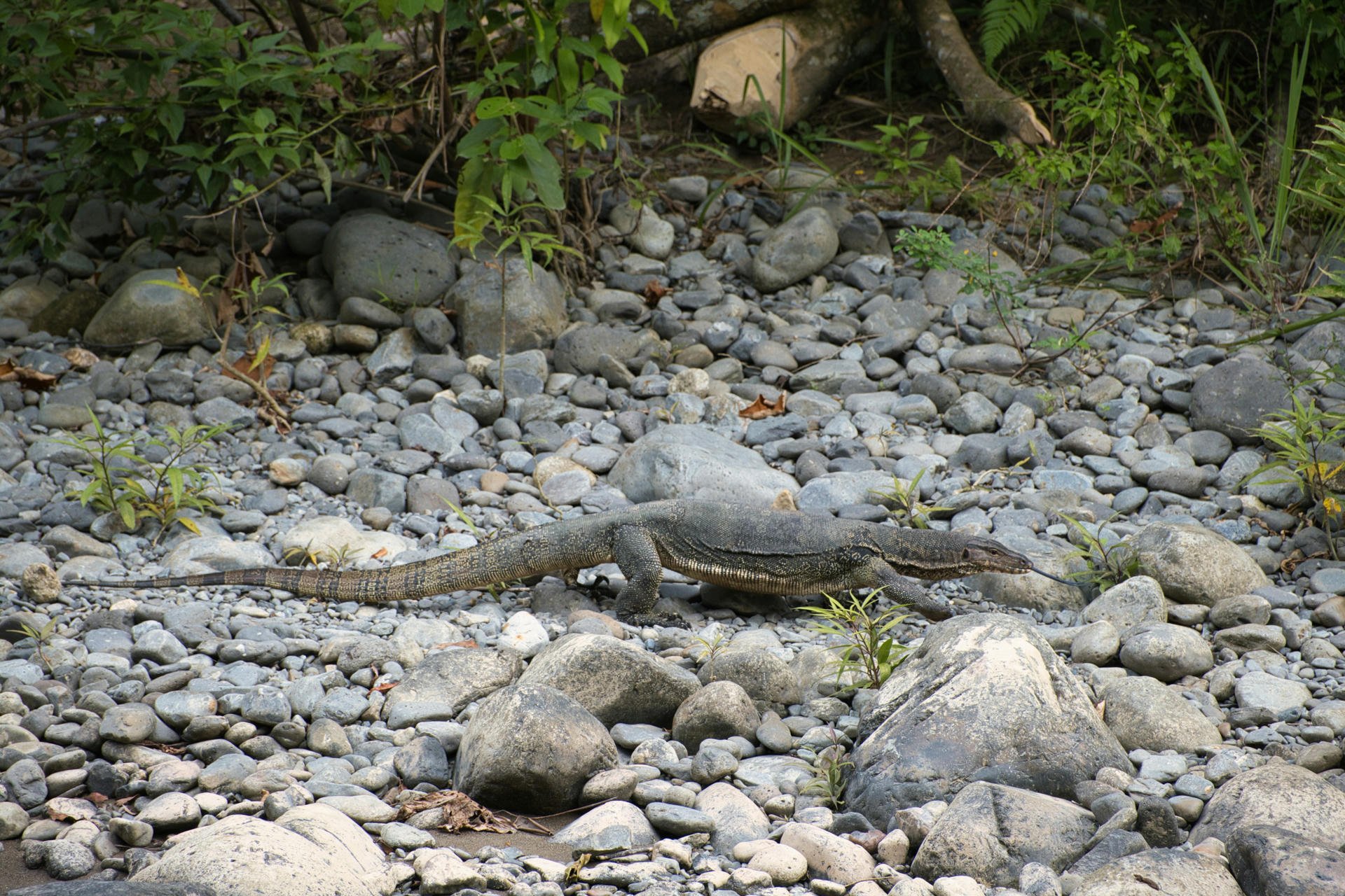 Monitor lizard camouflaged among gray rocks and sparse green plants on a rocky terrain.