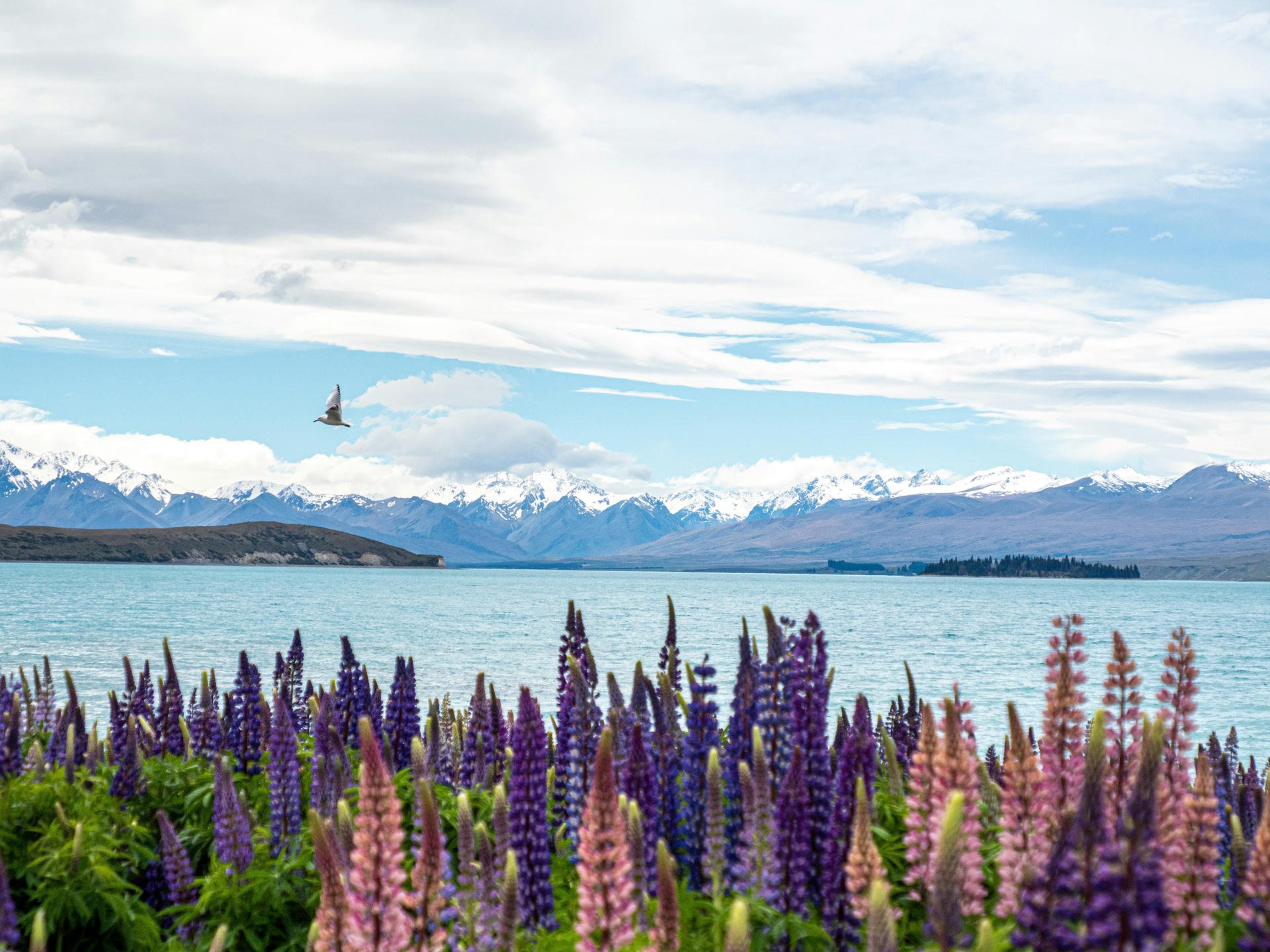 Lupines bloom by a tranquil lake with snow-capped mountains in the background, under a partly cloudy sky with a bird flying overhead.