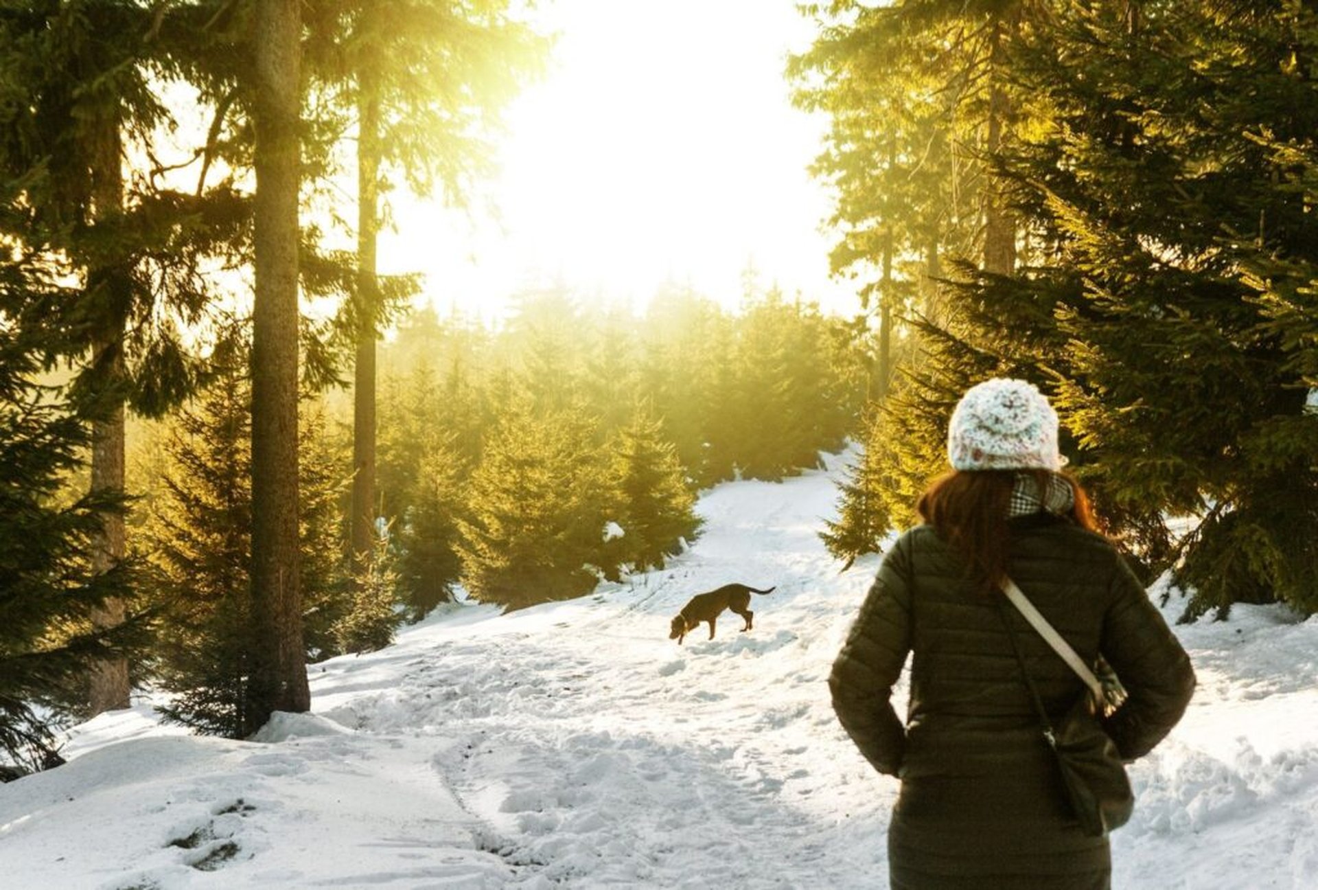Winterurlaub mit Hund – Reiseziele, Campingplätze und Hundeloipen