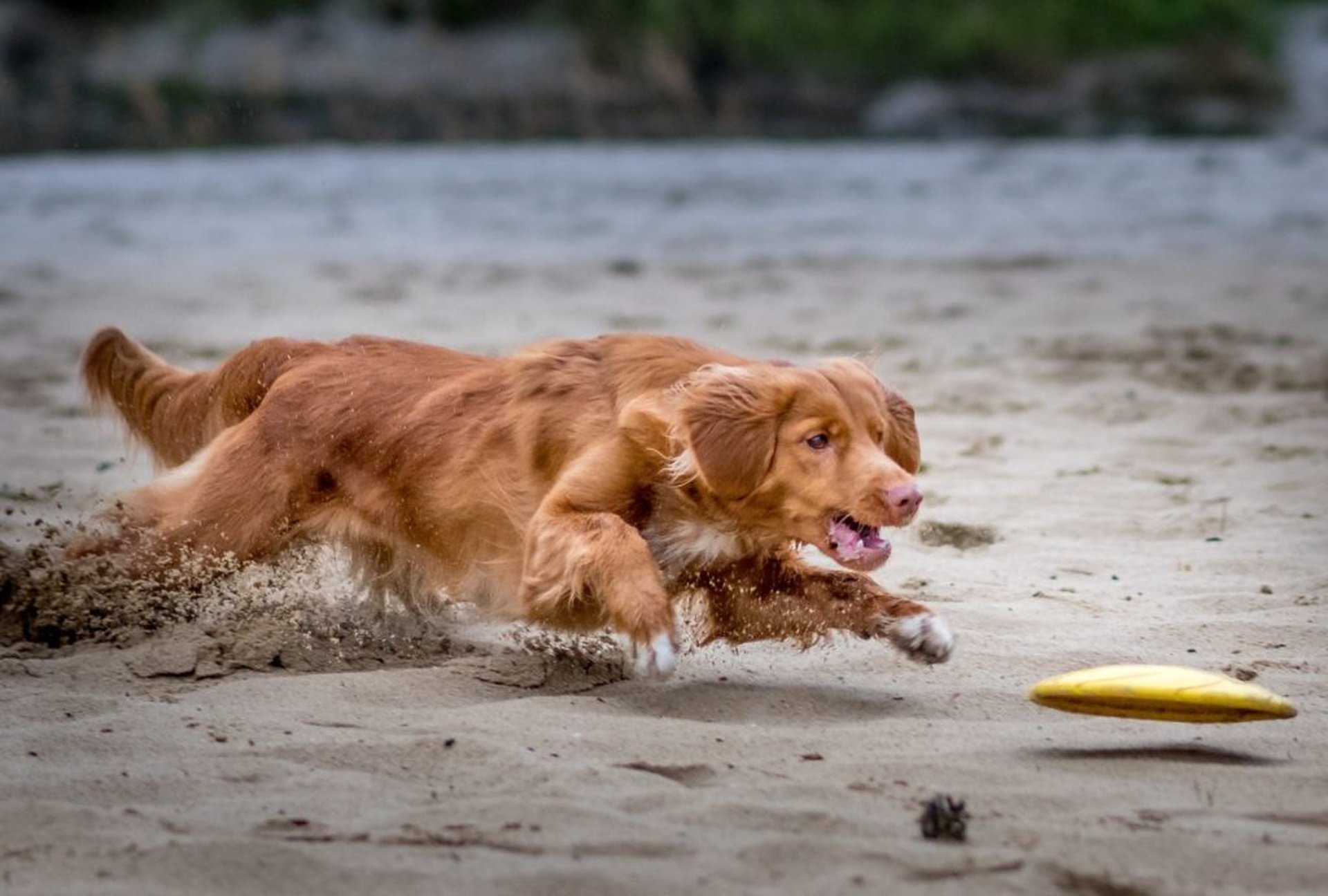Op strandvakantie met de hond – het grote avontuur wacht!