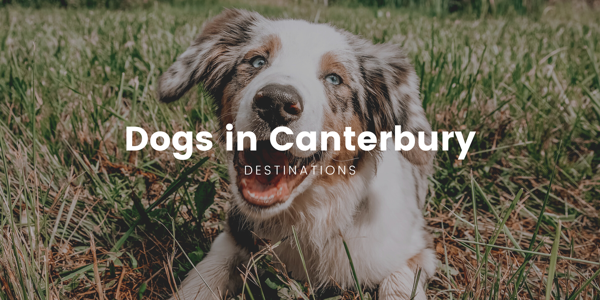 Campervan parked at a Canterbury campground, perfect for a dog-friendly camping holiday.