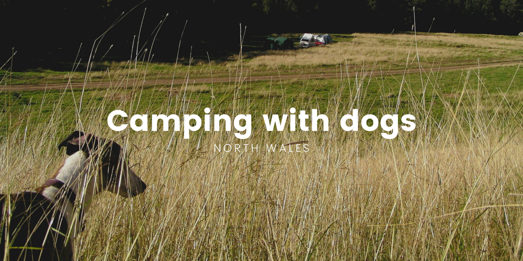 Dog-friendly campsite in Snowdonia, North Wales. Tent pitched amongst mountains, sunny day.
