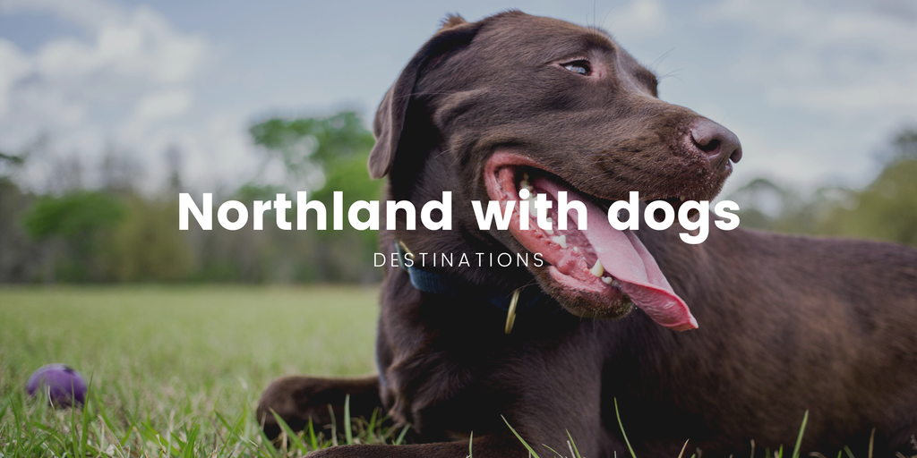 Tent pitched by a Northland beach; dog enjoys the Kiwi sunshine.