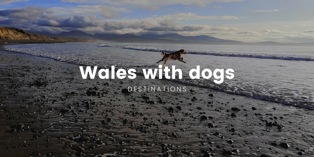 Dog relaxing outside tent at Welsh campsite. Rolling hills and blue skies in background.
