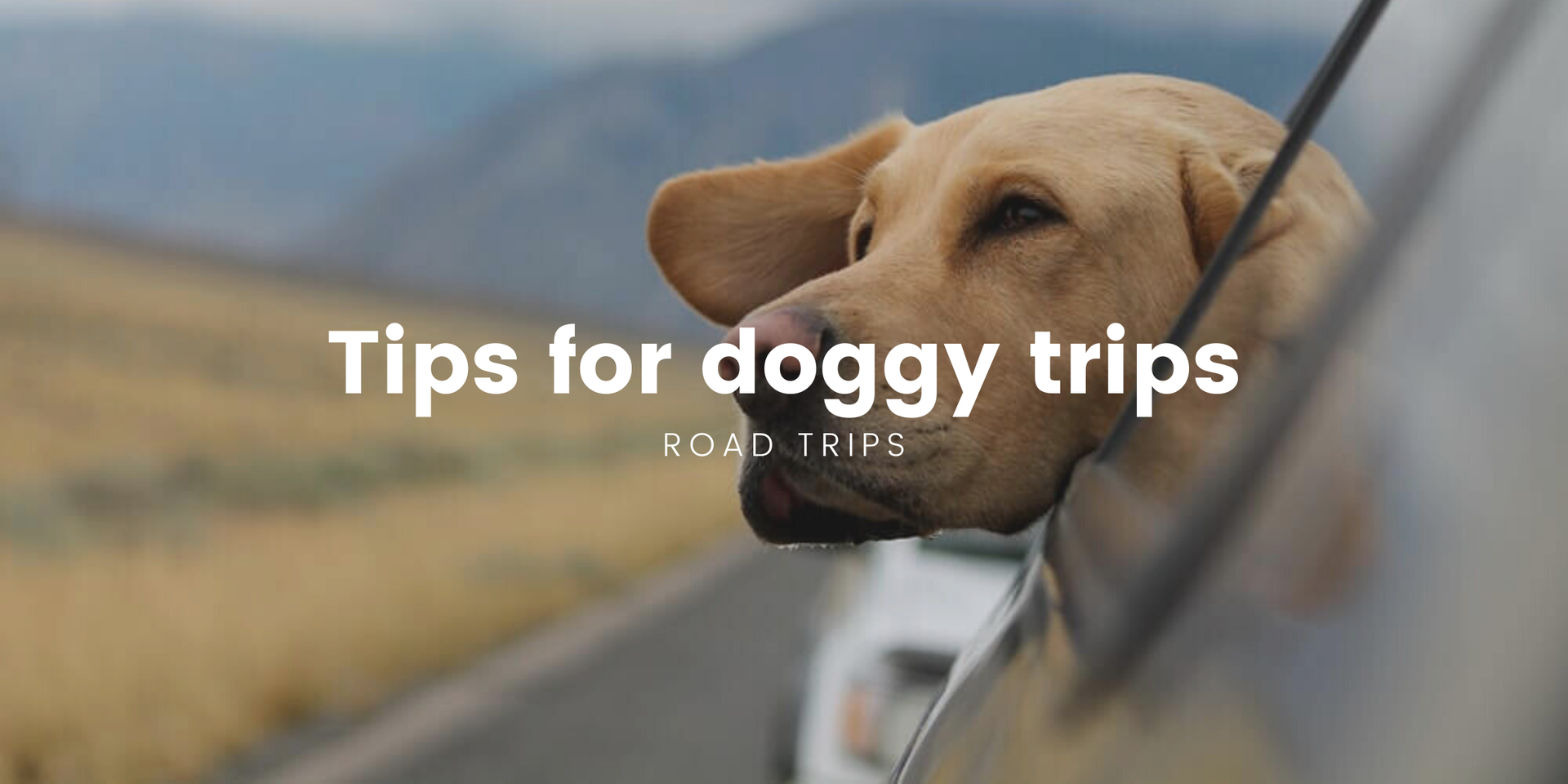Doggo lookin' out car window on a Kiwi road trip. Scenic mountains in the background.